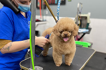 Dog grooming hot sale school